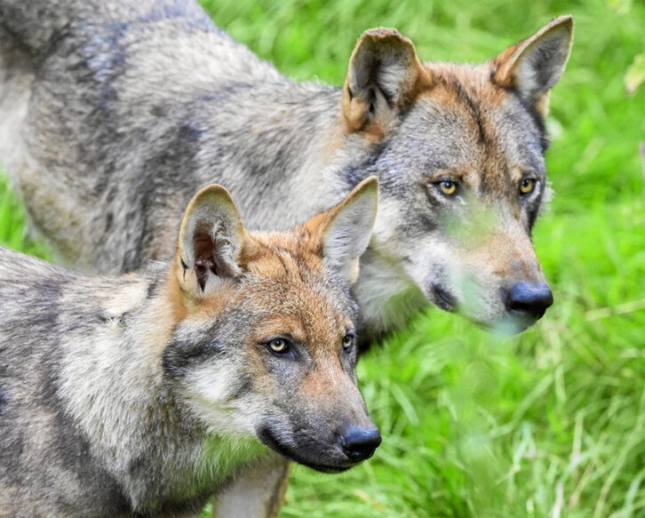 Dos ejemplares de lobo.