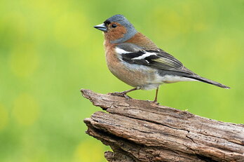 gara-2025-06-20-Reportaje