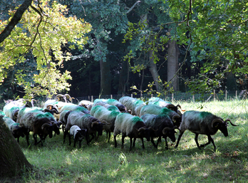 Iazko udazkenean tenperatura bereziki goxoak izan ziren eta, orain gertatu den bezala, ardiak kolpatzen dituen eritasuna agertu zen. (artxiboko irudia)