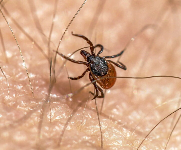 La garrapata es un arácnido que se alimenta de la sangre de los animales. En la imagen de la siguiente página, grafismo con el protocolo de la Fundación SOS Lyme para extraer de manera correcta las garrapatas.
