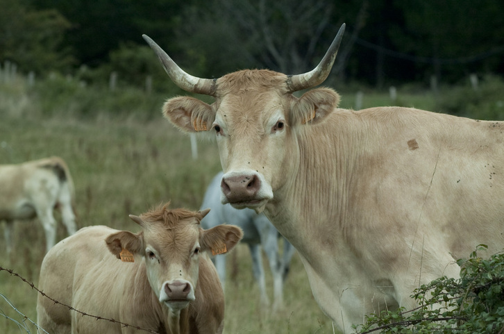 Gipuzkoako behi-ustiaketa bat, artxiboko irudi batean.