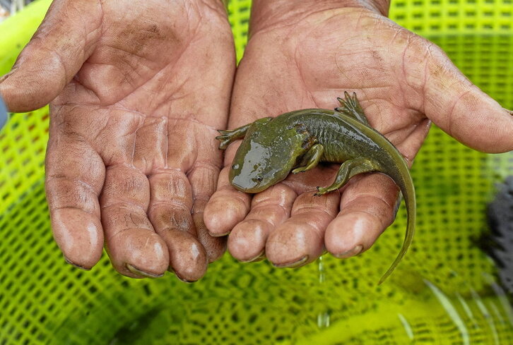 Froylán Correa sostiene un ejemplar de achoque antes de soltarlo en el lago Pátzcuaro.