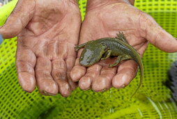 Froylán Correa sostiene un ejemplar de achoque antes de soltarlo en el lago Pátzcuaro.