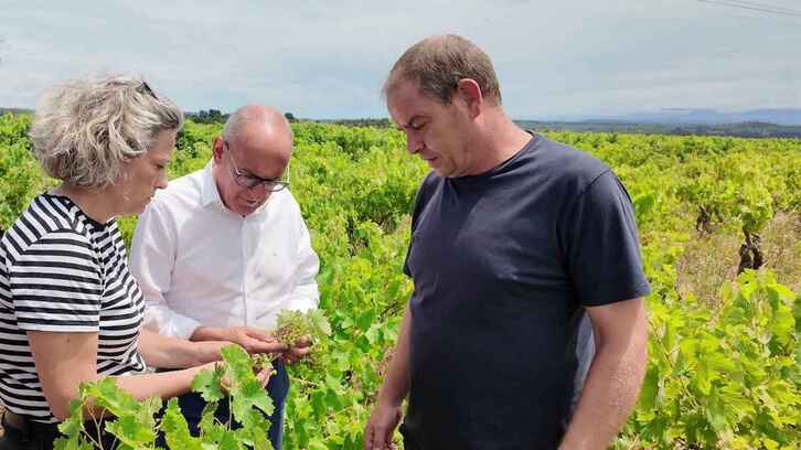 Ramiro González, en el centro, en un viñedo de Rioja Alavesa.