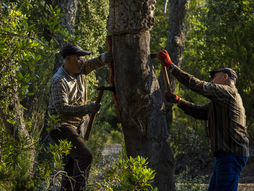 La labor de descorche del alcornoque requiere de una gran habilidad en el manejo del hacha.