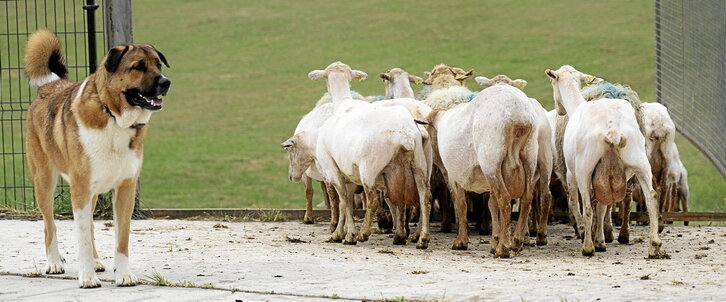 La Leze gaztandegian hartutako irudia. Zakurra erne, ilea moztu berri duten ardien multzoa larrera doan bitartean.