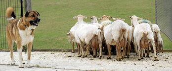 La Leze gaztandegian hartutako irudia. Zakurra erne, ilea moztu berri duten ardien multzoa larrera doan bitartean.