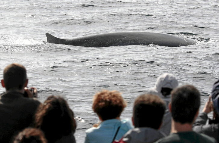 Ondoko orrialdean, balea baten begiztatzea Verballenaseko itsasontzitik. Lerro hauen gainean, Gorka Ocio arduraduna, balea eta izurde batzuen irudiak, eta azken argazkian, Aitor Leiza, gidaria.