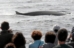 Ondoko orrialdean, balea baten begiztatzea Verballenaseko itsasontzitik. Lerro hauen gainean, Gorka Ocio arduraduna, balea eta izurde batzuen irudiak, eta azken argazkian, Aitor Leiza, gidaria.