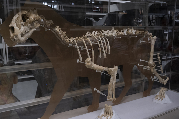 Arrikrutzeko lehoia, Gipuzkoako Ondare Bildumen Zentroan aurkitu daiteke.