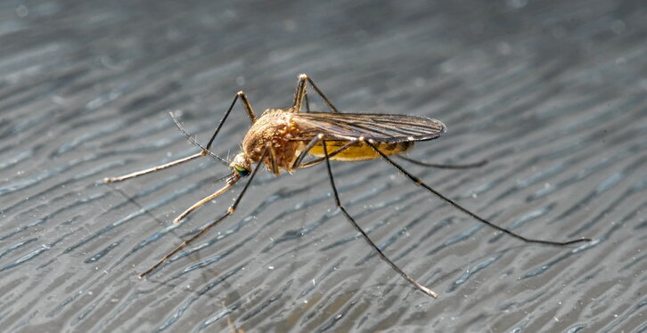 Ejemplar de mosquito tigre, especie invasora que preocupa por las reacciones que genera su picadura y su potencial como transmisor de enfermedades.