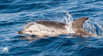 La presencia de delfines viene aparejada a una buena calidad del agua marítima.