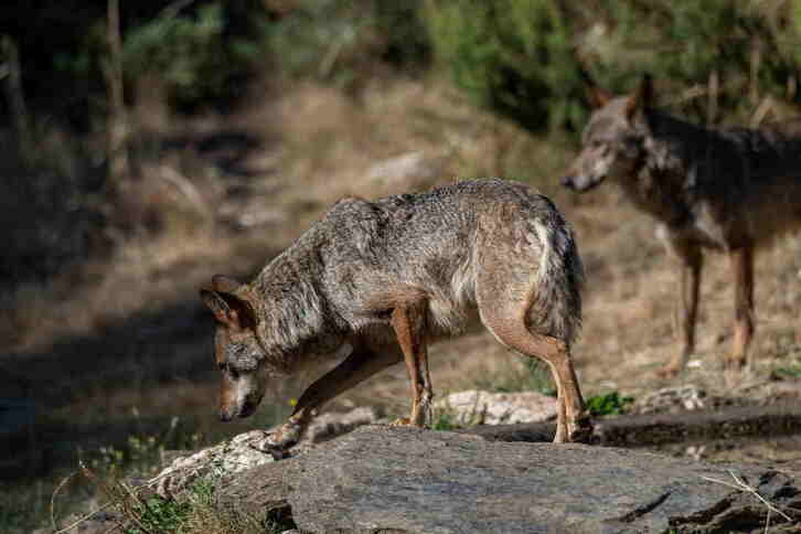 Las organizaciones conservacionistas exigen que se apliquen criterios científicos para la conservación del lobo ibérico.