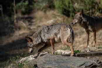 Las organizaciones conservacionistas exigen que se apliquen criterios científicos para la conservación del lobo ibérico.