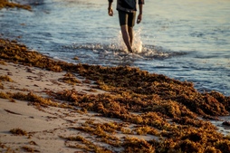 Alga inbaditzaileak arazo larriak eragiten ari dira.