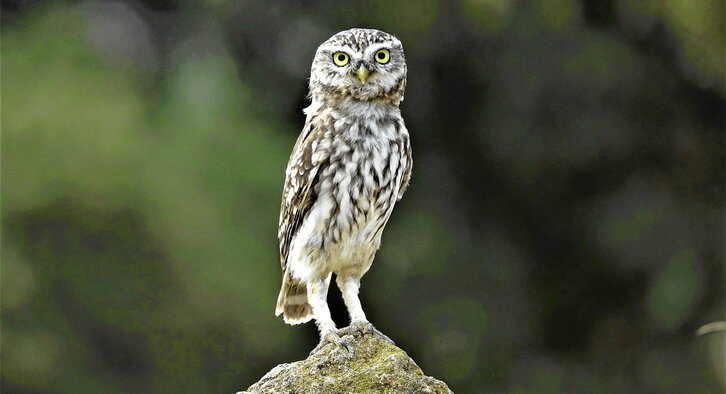 Mozolo arrunta (Athene noctua) 