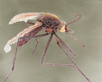 El mosquito tigre es el causante de la transmisión del virus chikunguña.