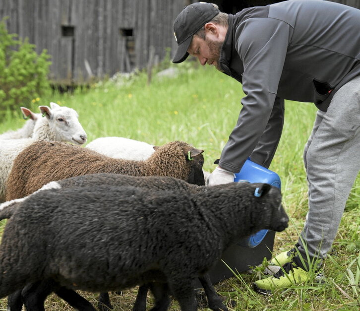 Ovejas blancas y negras se acercan balando a Petri Stenberg, que participa con su familia en este particular programa de verano.