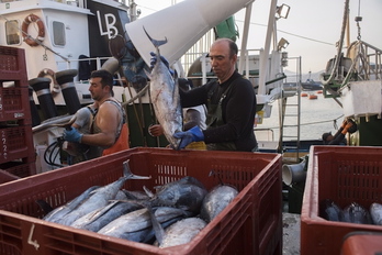 Hegaluzearen kanpaina Hondarribian, artxiboko irudia.