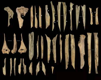 Restos humanos con signos de canibalismo en Atapuerca.