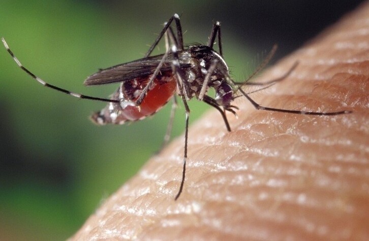 El mosquito tigre es el principal transmisor del virus Chikungunya.
