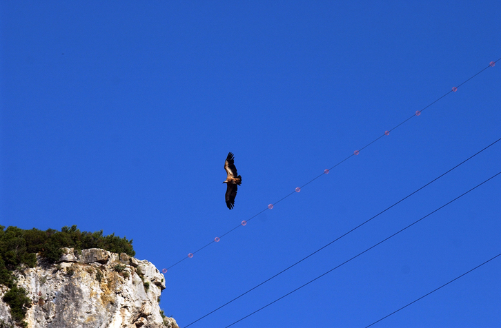 Imagen de archivo de un alimoche.