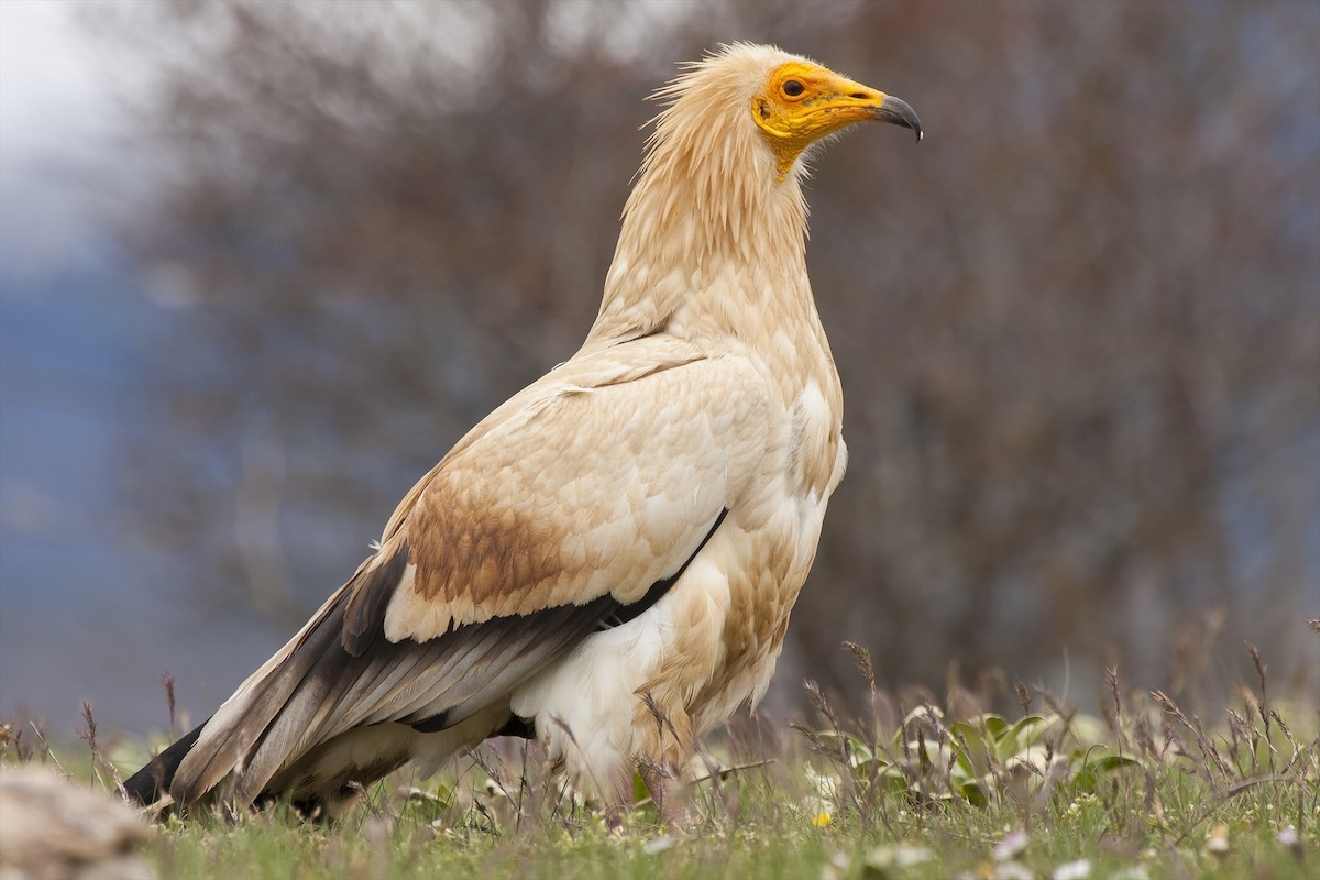 Alimoche común. (SEO - BIRDLIFE, vía EUROPA PRESS)