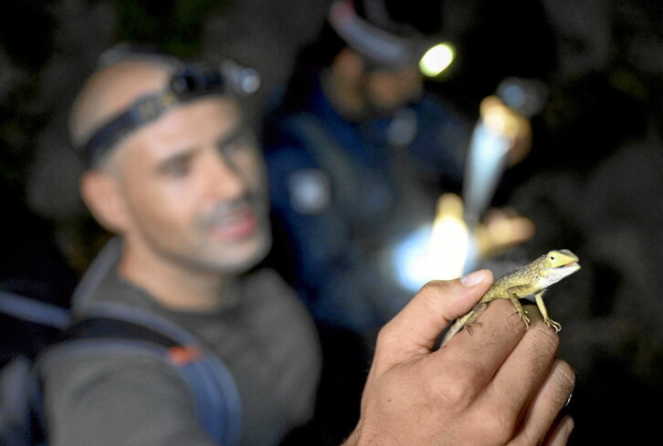 Un integrante de la expedición científica muestra uno de los gecos hallados.