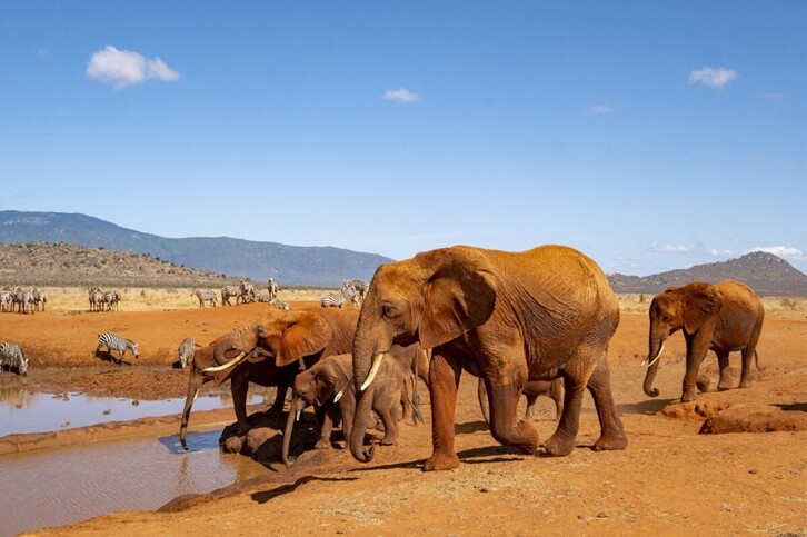 Una manada de elefantes acude a beber de una charca en el parque nacional keniata de Tsavo.
