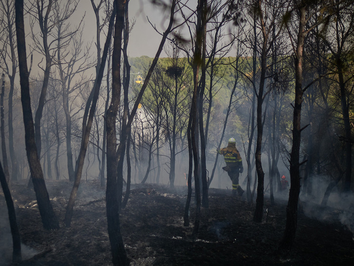 Uno de los pinares quemados en Zarrakaztelu, pese al esfuerzo de los bomberos.