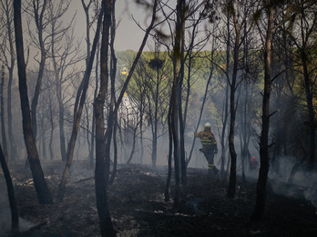 Uno de los pinares quemados en Zarrakaztelu, pese al esfuerzo de los bomberos.
