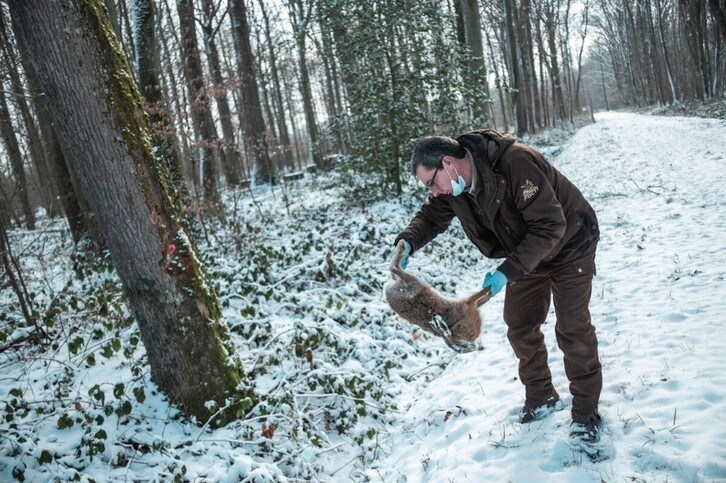 Se recomienda usar guantes y mascarilla para manipular roedores muertos.