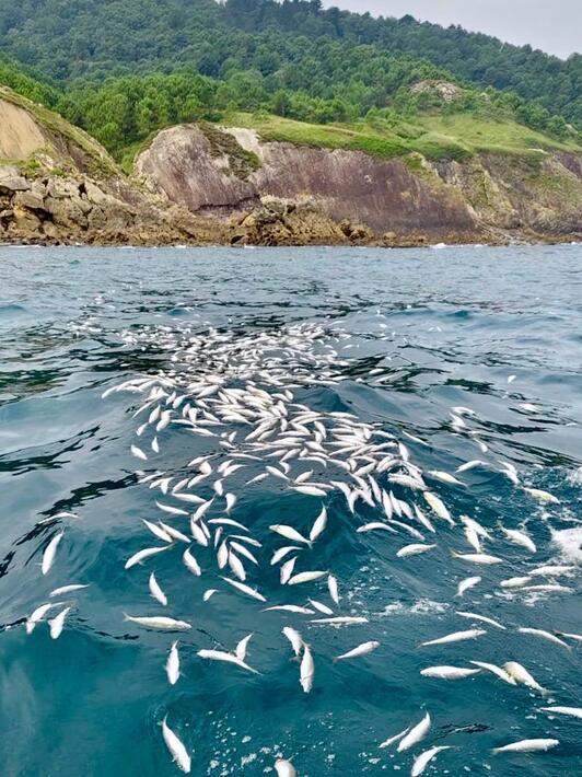 Ontzi batek tona bat boga edo boba (Boops boops) bota zuen uretera Monpasetik gertu.
