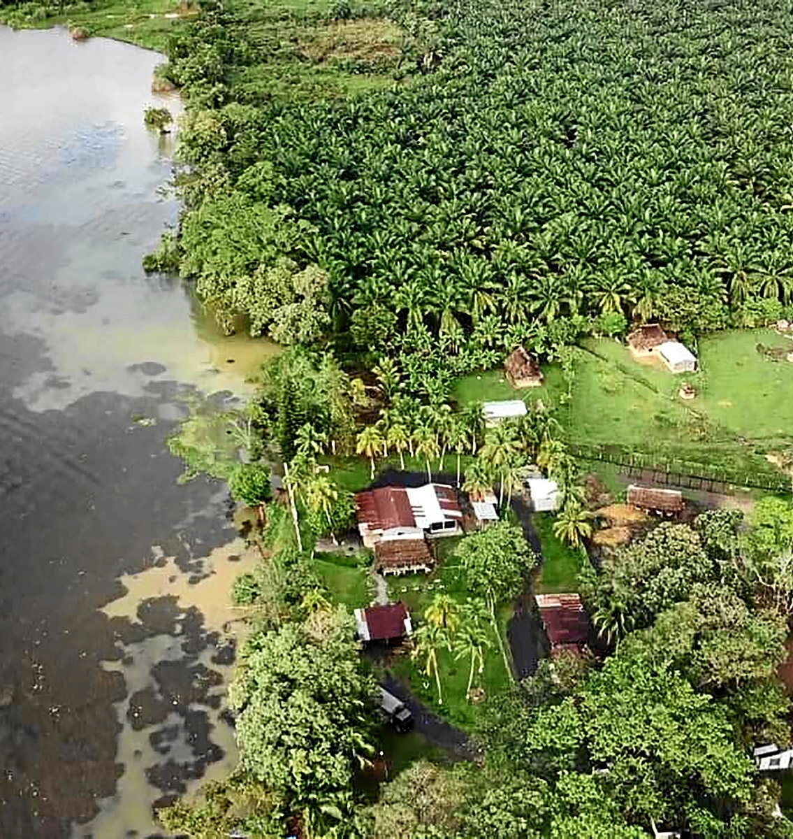 Comunidades cercadas por las plantaciones de palma africana en El Estor. (Nelson Cetino | Prensa Comunitaria)