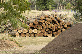 Árboles talados en el campus de la Universidad de Navarra.