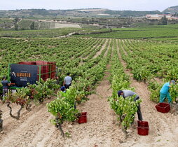 Imagen de archivo de unas viñas en Euskal Herria.