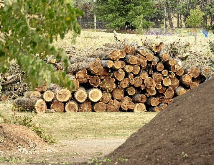 Árboles talados en la Universidad de Navarra (Opus), en Iruñea.