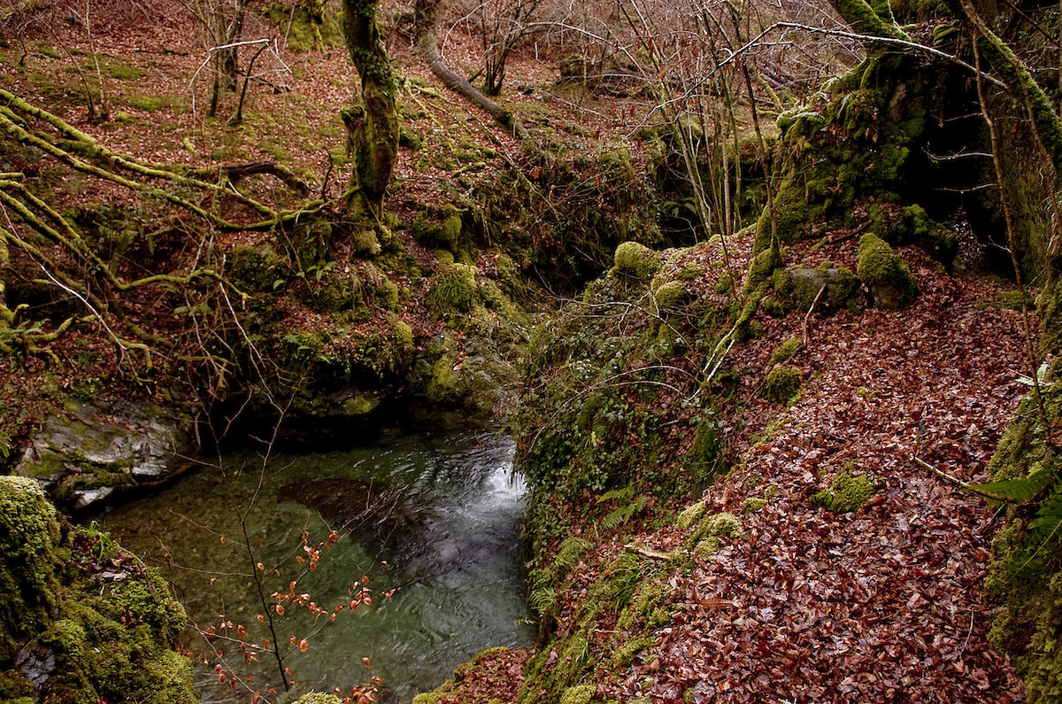 Bosque en la zona de Artikutza. (Juan Carlos RUIZ | FOKU)