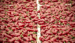 Pimientos de Ezpeleta, en una imagen de archivo.
