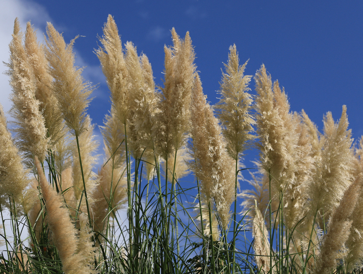 La hierba de la pampa se ha convertido en un problema medioambiental en Ipar Euskal Herria.