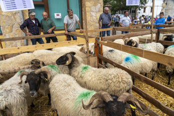 Ardiak Uharte Arakilen iazko Artzai Egunean.