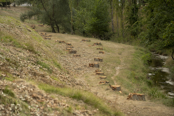 La institución ve necesario derribar un 7,5% de los árboles actuales. (Iñigo URIZ | FOKU)