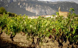 Vides rebosantes de racimos en las cercanías de la localidad de Bilar, localidad donde opera la DOCa Rioja.
