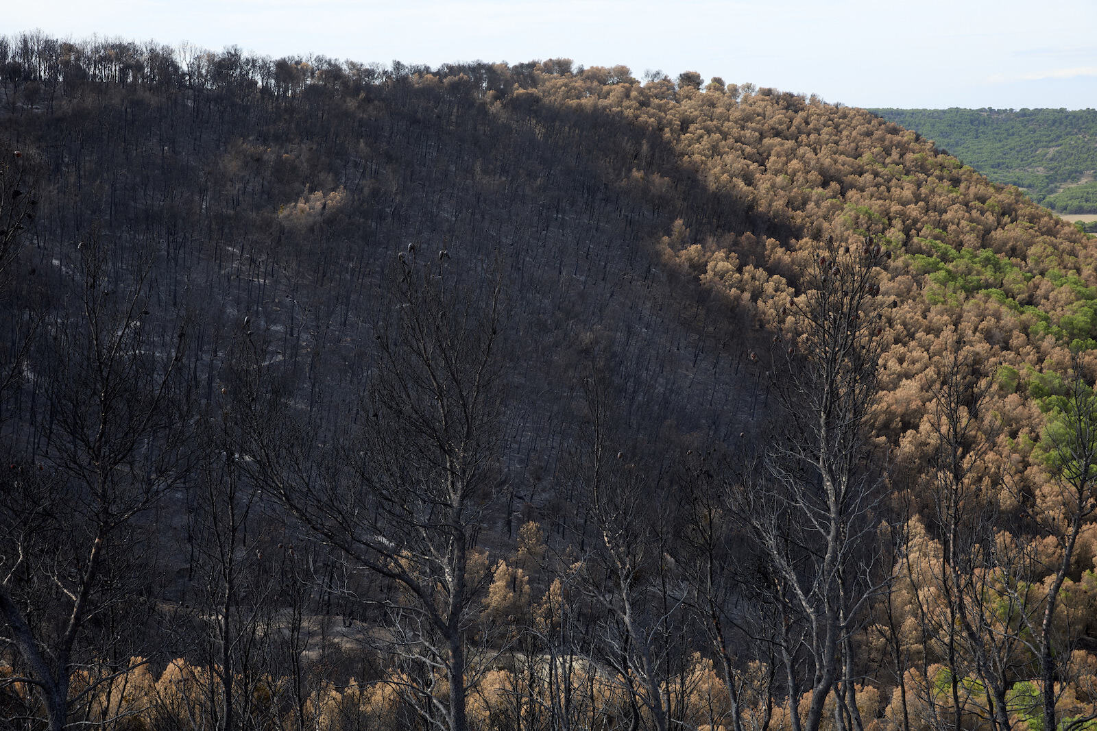 El pinar del Llano de Larrate fue la zona más afectada por las llamas. (Unai BEROIZ | GOBIERNO DE NAFARROA)