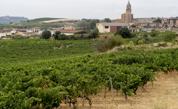 Imagen reciente de los viñedos en Bilar.