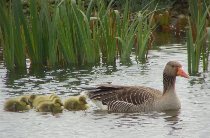 Aves en el humedal de Salburua, en Gasteiz.