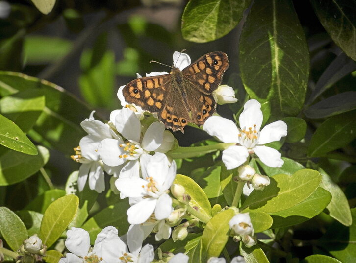 Abejas solitarias, mariquitas, crisopas y mariposas habitan las estructuras artificiales.