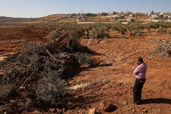 Un desconsolado agricultor observa con impotencia cómo sus olivos han sido arrancados por colonos y soldados israelíes.