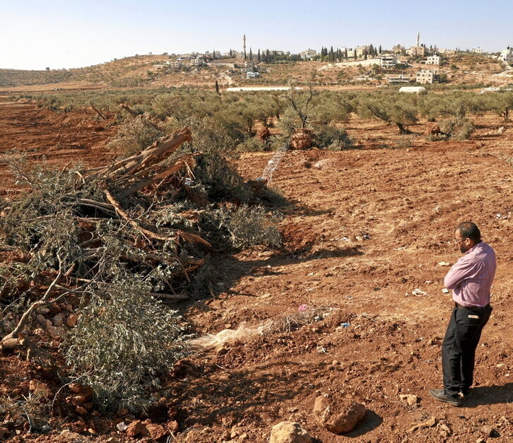 Un palestino mira con impotencia sus olivos arrancados por colonos y soldados.