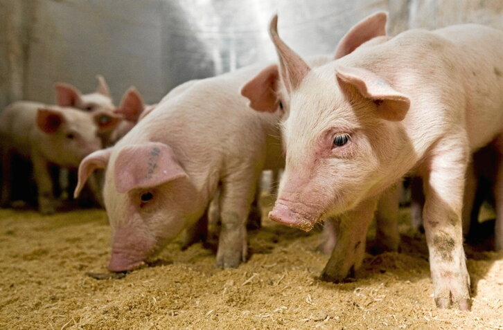 Cerdos en una explotación ganadera de Cuenca (Castilla).